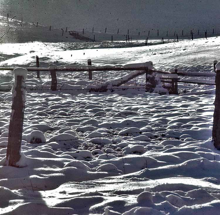 winter scene
